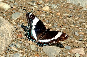 196 Admiral, White, 2006-07031166 Topsfield Area, ME